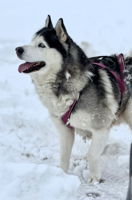 Siberian Husky pies