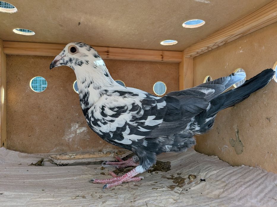 Sprzedam Gołębie Tygrys SAMCE