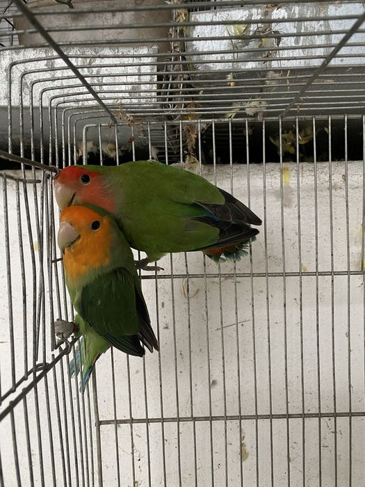 Casais agapornis para venda