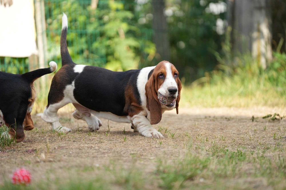Basset Hound Piesek