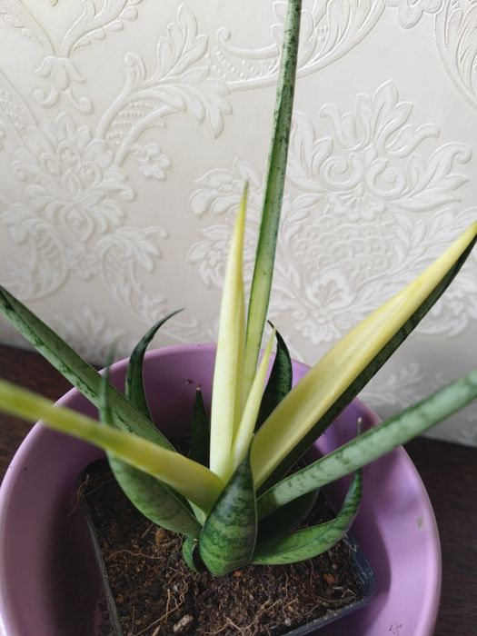 Sansevieria Golden Banner Midninght Shine
