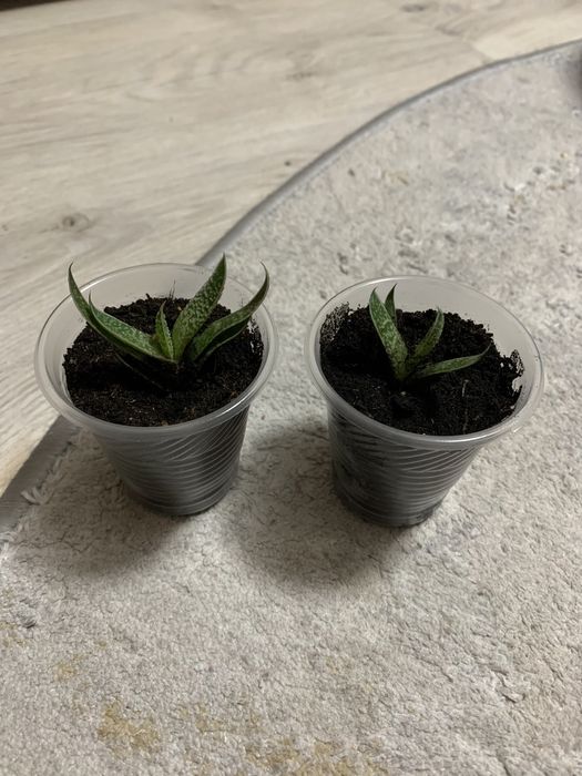 Гастерія кімнатна