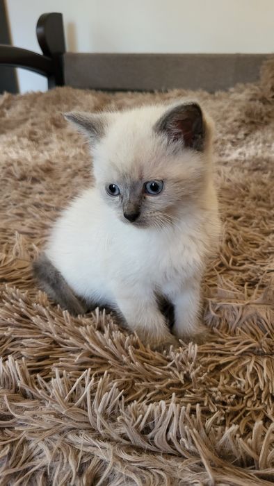 Невська маскарадна кошенята хлопчики Blue & Red Point