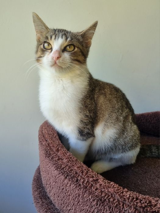 Kocurek Igor szuka domu