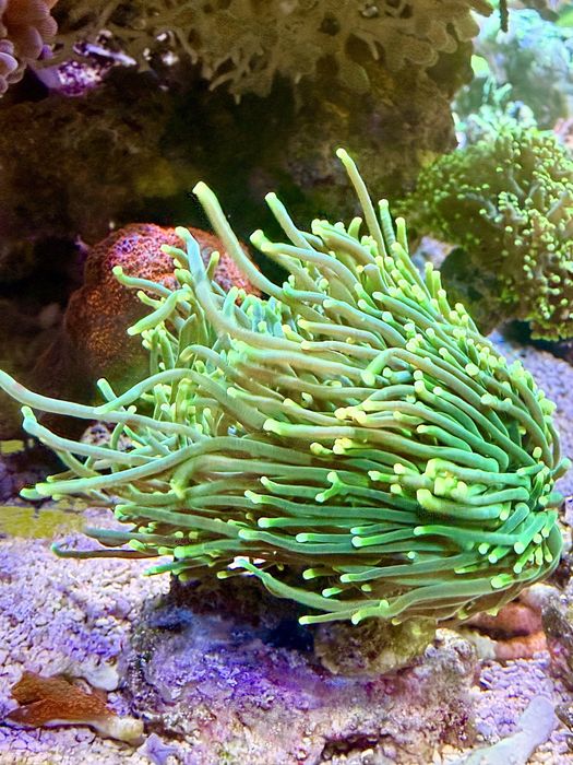 Euphyllia Glaberescens Green Lemon