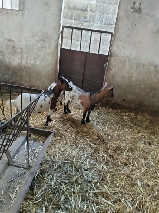 Vendo três cabras