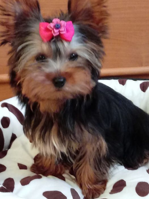 Śliczna sunia Yorkshire terrier