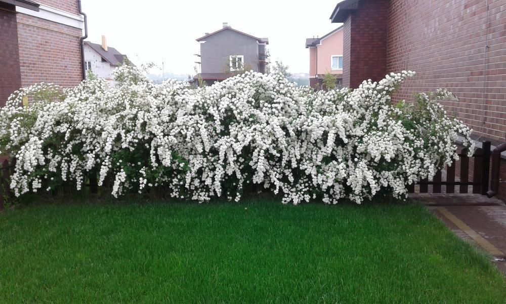 Догляд за ділянкою.