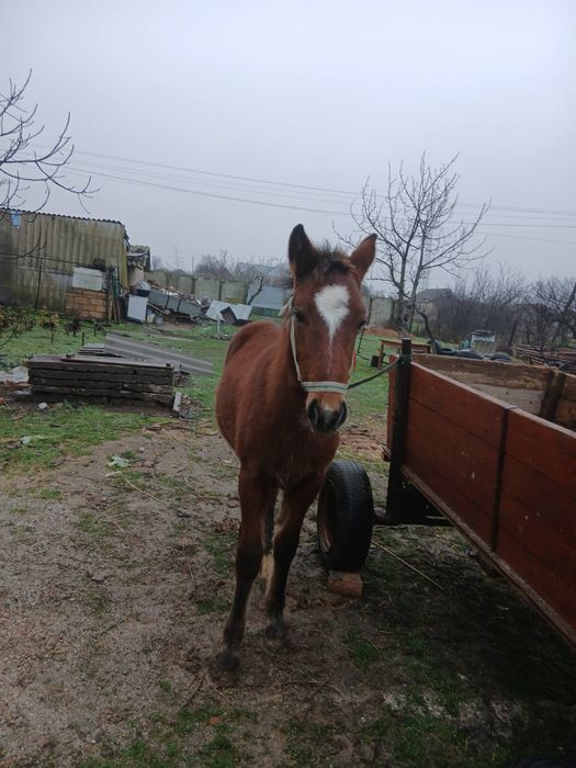 Жеребчик на продажу