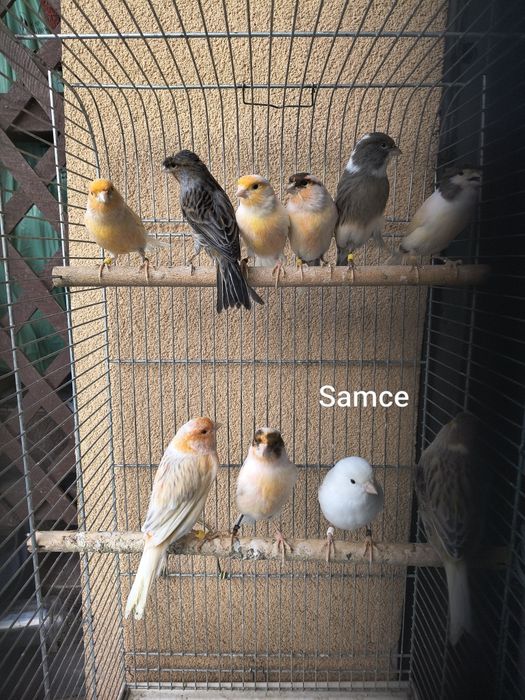 Sprzedam samce i samice