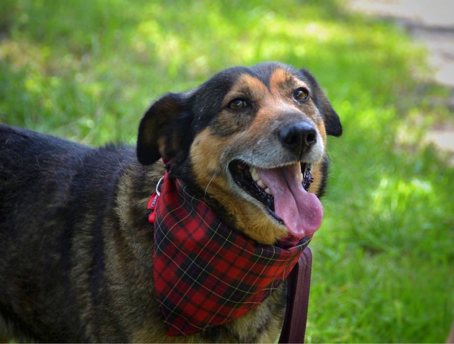 Wafelek szuka domu! Adopcja