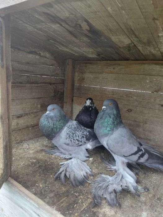 sprzedam gołębie