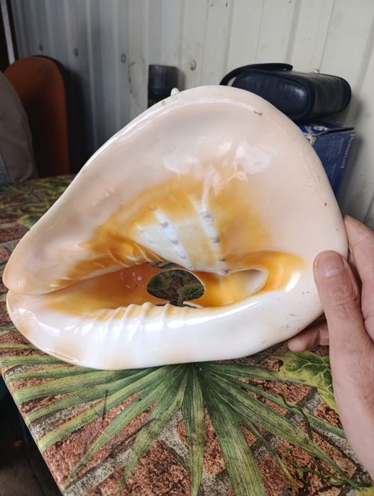 Большая ракушка..