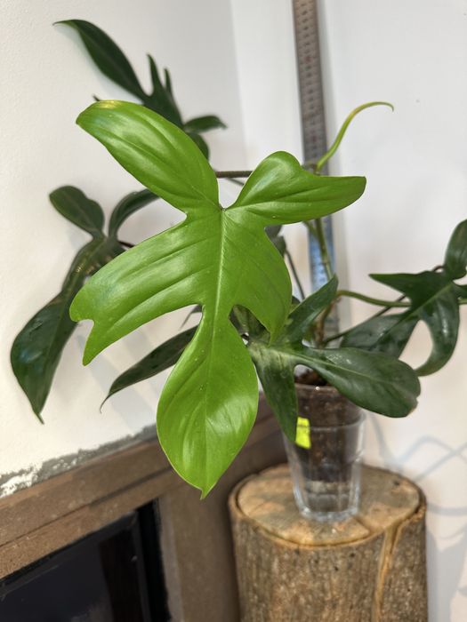 Філодендрон Philodendron Florida