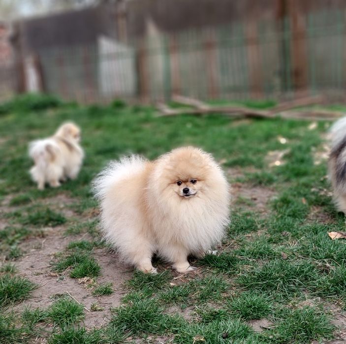 Вязка шпіц кремовий