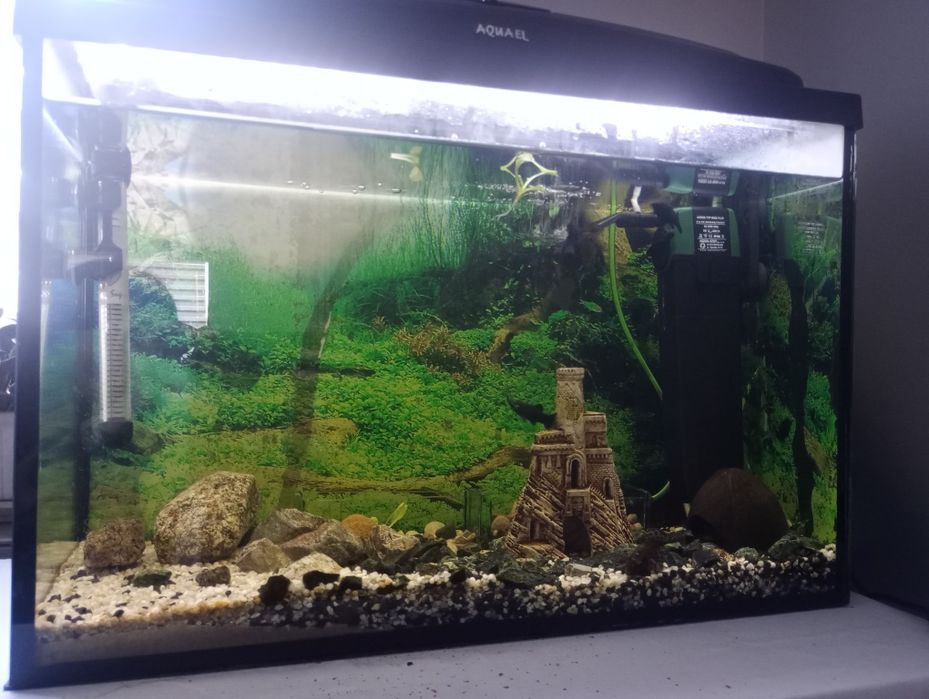 Akwarium 60 litrów