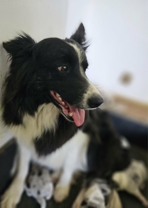 Suczka Border Collie ZKwP FCI czarno biała
