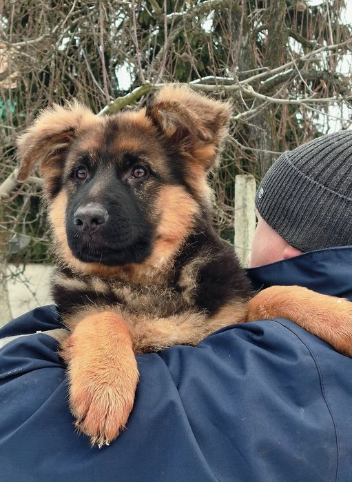 Довгошерстні цуценята німецької вівчарки