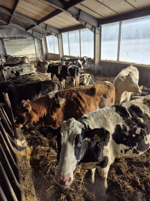 Jałowki wysokocielne