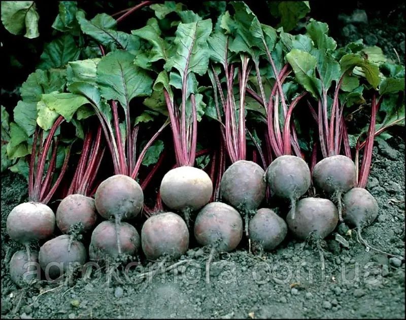 Насіння Буряка Пабло F1 Pablo F1 Семена Свеклы