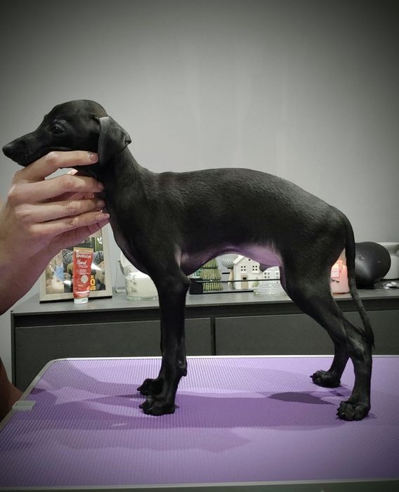 Charcik włoski - Brivio chłopiec ZKWP/FCI