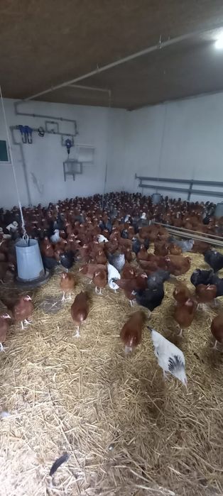 Młode kury nioski Rosa