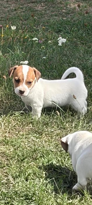 Jack Russell Terrier