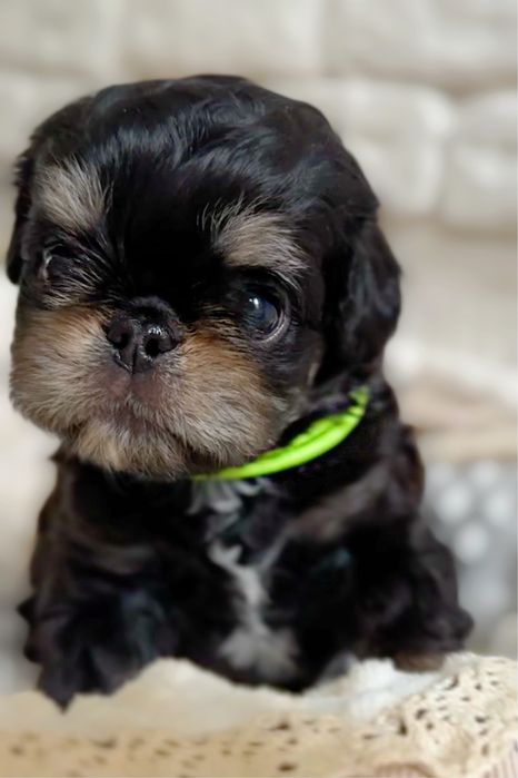 Неймовірно лчльковий есклюзивний хлопчик чарльзбі