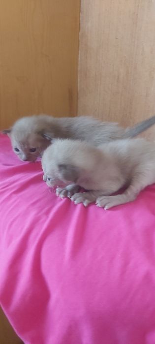 Бурманские котята( бурма)