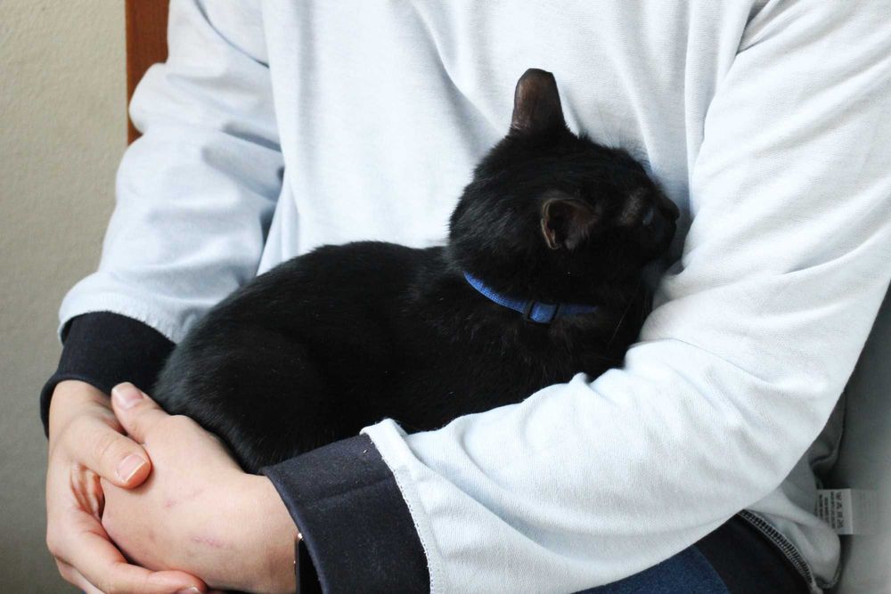 ESTERILIZADA | Gata juvenil disponível para adoção responsável