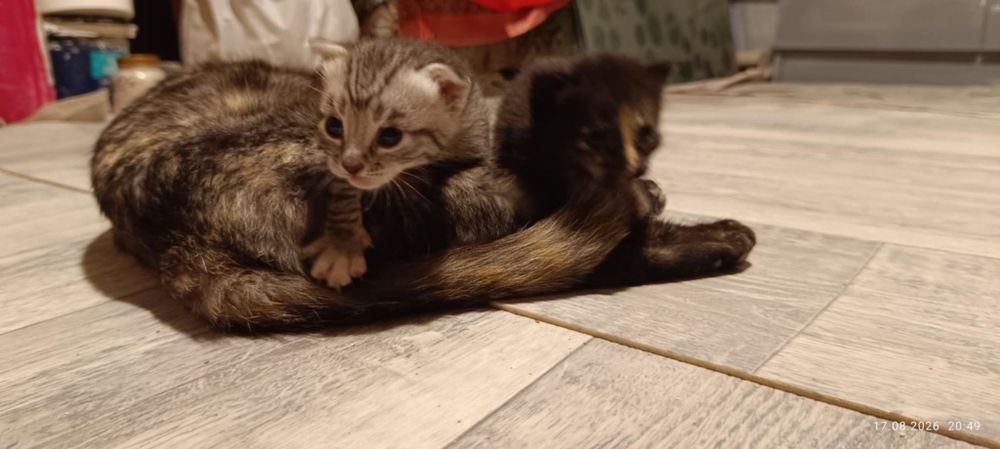 Кошенята в добрі руки