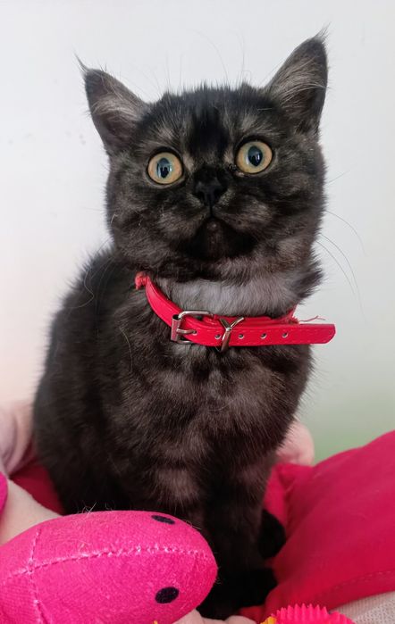 Скоттіш страйт дівчинка ns 24 .WCF . документи