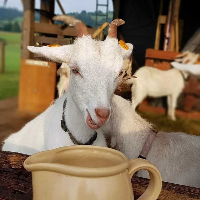 Mleko kozie, ser kozi 100%