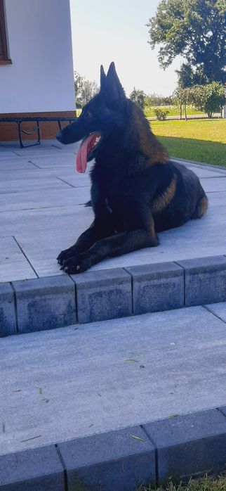 Owczarek Belgijski Malinois Piesek ZKwP