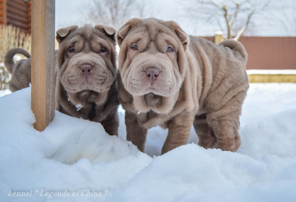 Цуценята Shar Pei