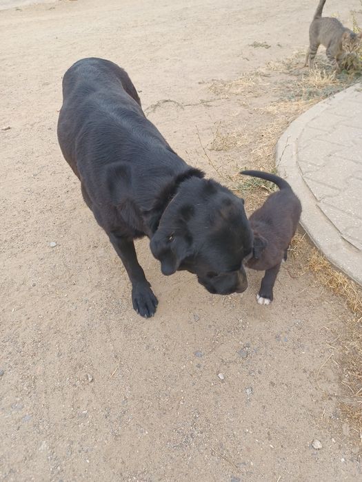Doação de cães labradores pretos