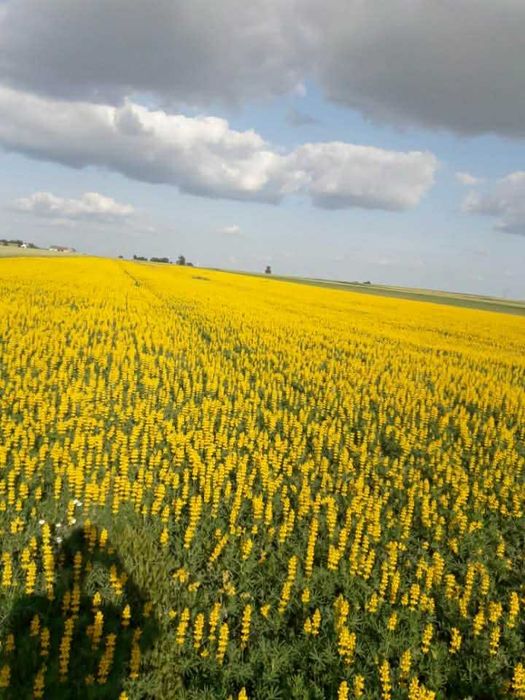 Sprzedam Łubin Żółty 200 kg