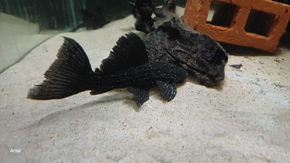 Zbrojnik Pseudacanthicus serratus SURINAME różne rozmiary