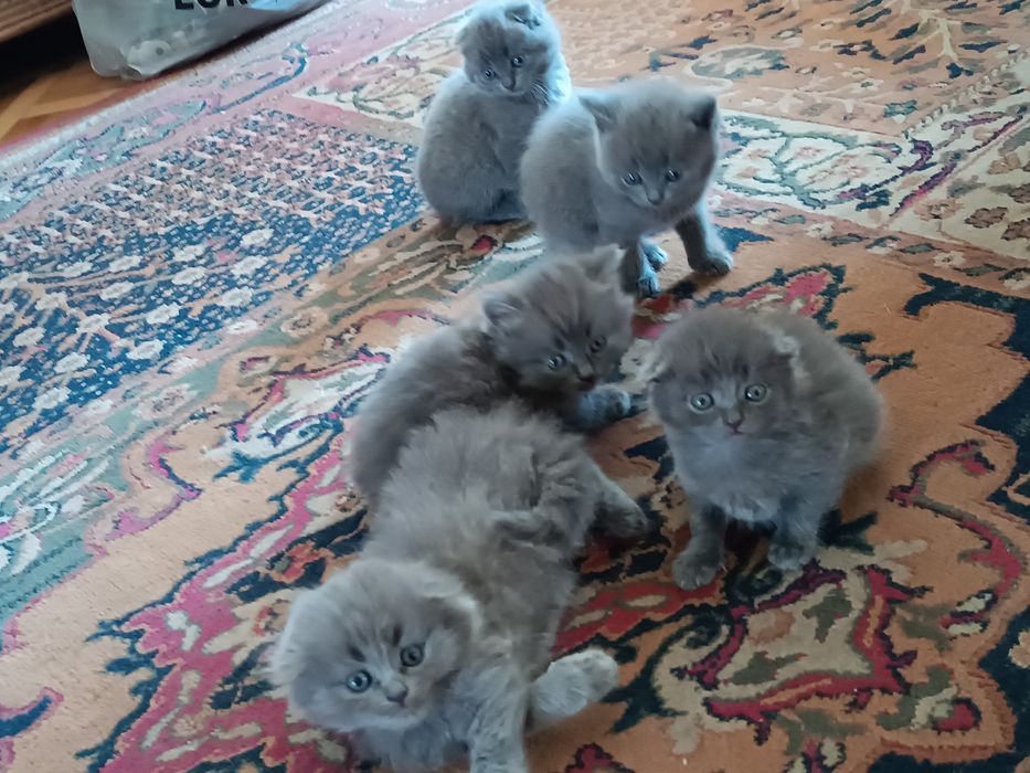 Кошенята шотландські