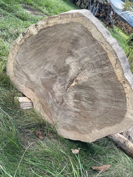 Plastry Dębowe 100cm