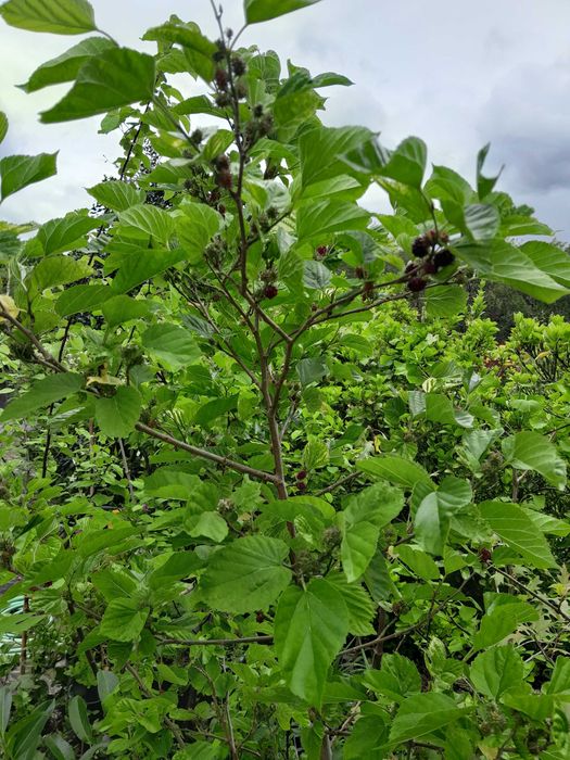 Amoreira Morus Nigra (Árvore de fruto)
