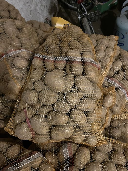 seler cebula marchew pekinka burak ziemniaki pory i inne