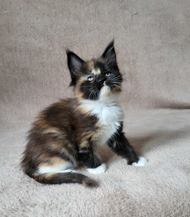 Kolorowa dziewczynka mco z rodowodem FPL