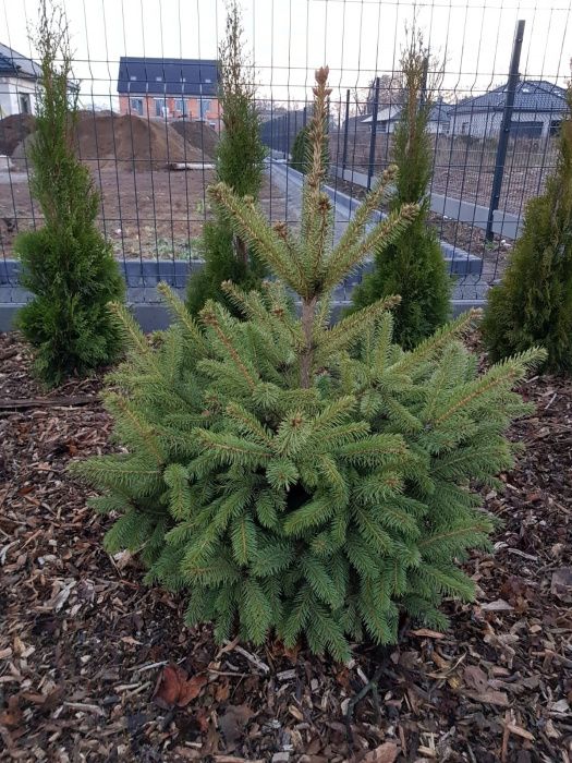 Świerki świerk ozdobne srebrny srebrzysty kora SADZENIE TRANSPORT !!