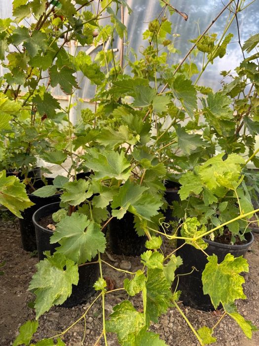 Саджанці винограду