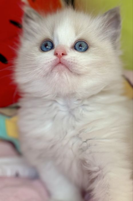 Kocurek Ragdoll laleczka