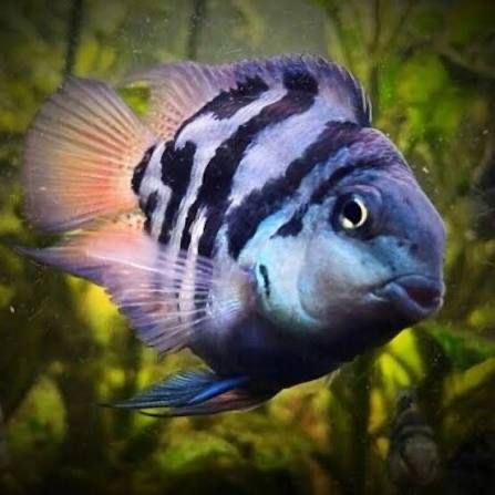 Peixes Snow Parrot (Snow White e Polar Blue) – Adultos
