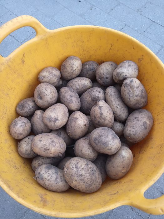 Ziemniaki jadalne Lilly