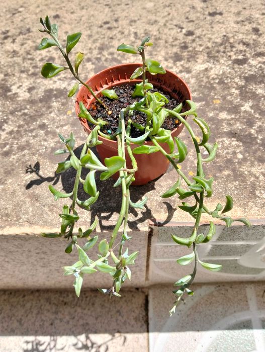 Suculenta Colar de Golfinho