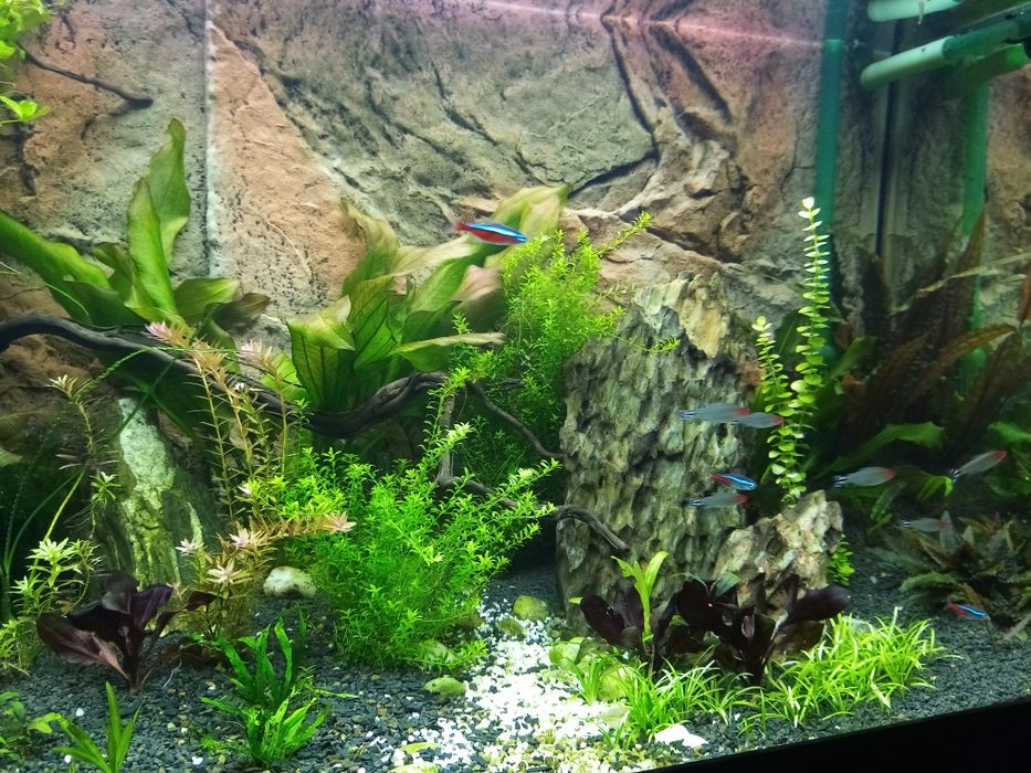 Акваріумні рослини